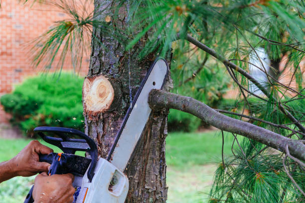 East Dublin, GA Tree Care Services Company